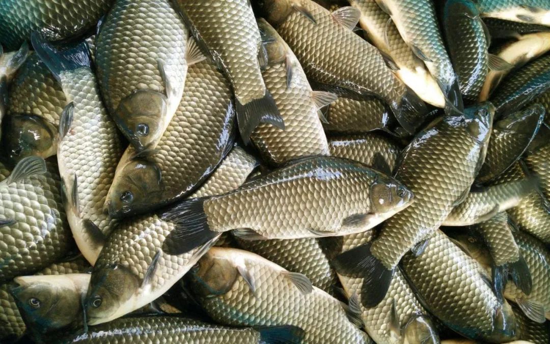 寒露后钓鲫鱼，一定记住这4个关键！