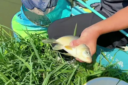 唐·超轻小综合实钓分享， 大小鱼兼顾，轻松连竿！