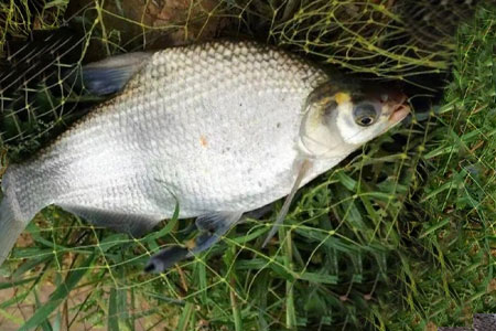 钓鱼知识｜夏季鳊鱼狂口期，这样钓新手也能连竿！