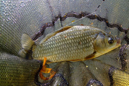 钓鱼知识 | 小雪时节鱼口轻？这份爆护攻略请收好！