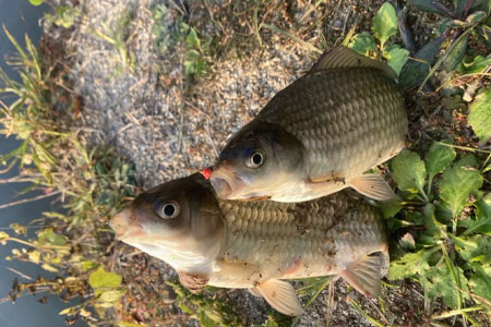 钓鱼知识 | 冬钓鲫鱼看准这几种漂相，中鱼率飙升！