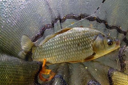 钓鱼知识 | 冬至后钓鱼怕&ldquo;挡口&rdquo;，学会调整这几点！