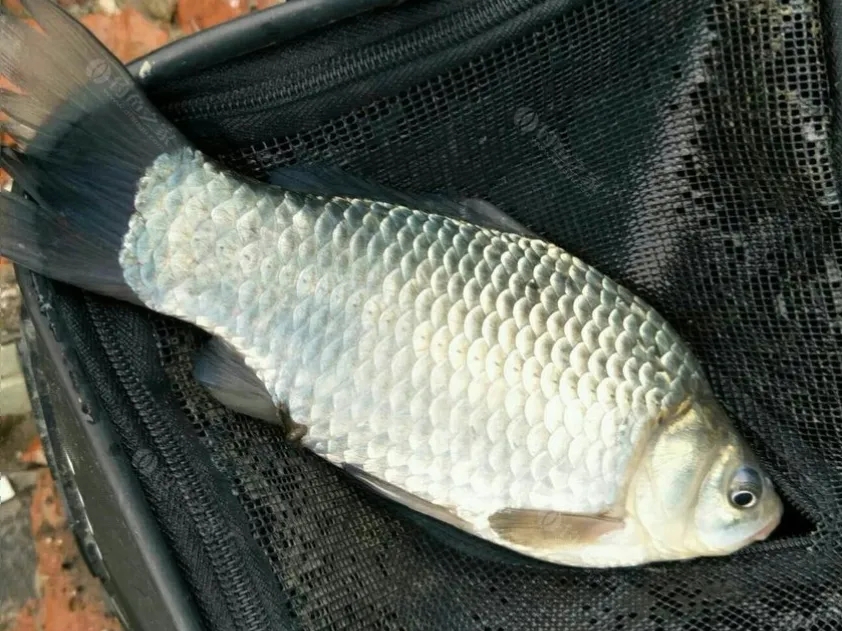 钓鱼知识 | 冬钓&ldquo;人找鱼&rdquo;，几大妙招助你找准鱼窝！