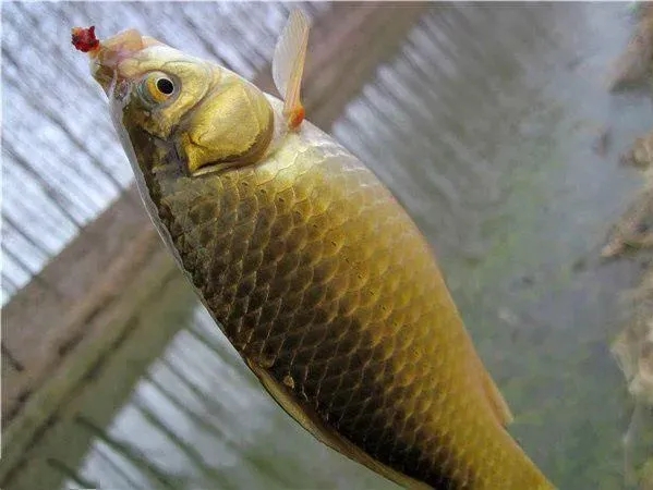 钓鱼知识 | 大寒节气后鱼难钓？注意这几点轻松上鱼！