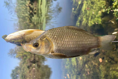 钓鱼知识 | 爆护的快乐，从学会&ldquo;春钓滩&rdquo;开始！