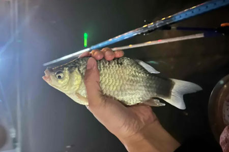 钓鱼知识 | 从停口到连竿，春钓鲫鱼这几种情况要离底！