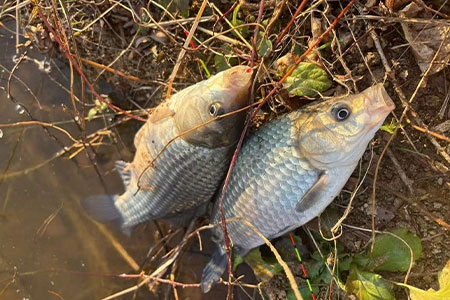 钓鱼知识 | 春钓鲫鱼总空军？调整这几点准没错！