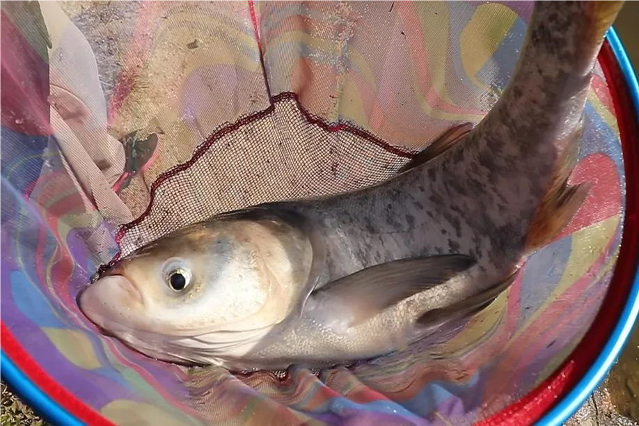钓鱼知识 | 夏钓鲢鳙爆护指南，三招连竿到手软！